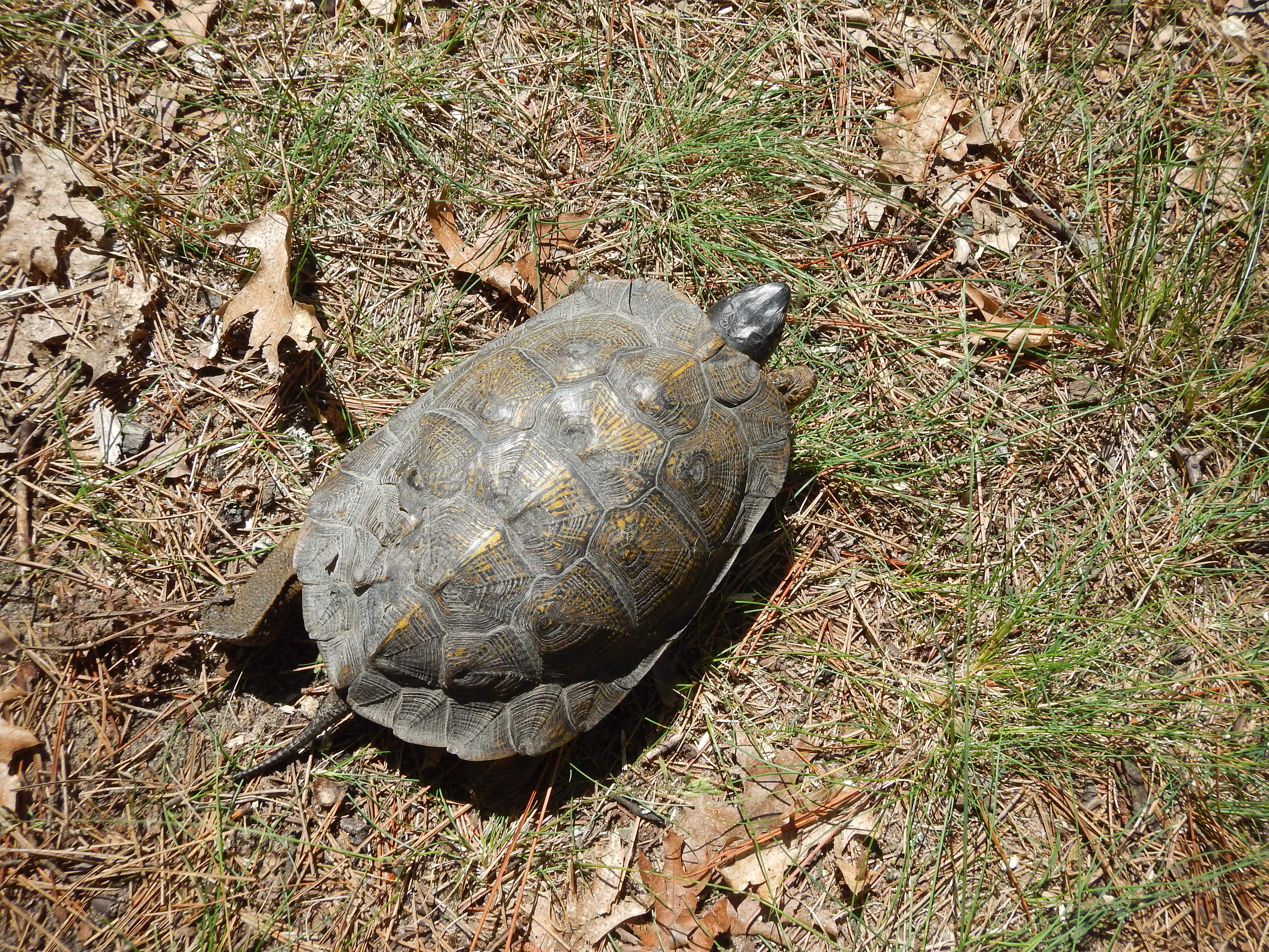 Wood Turtle