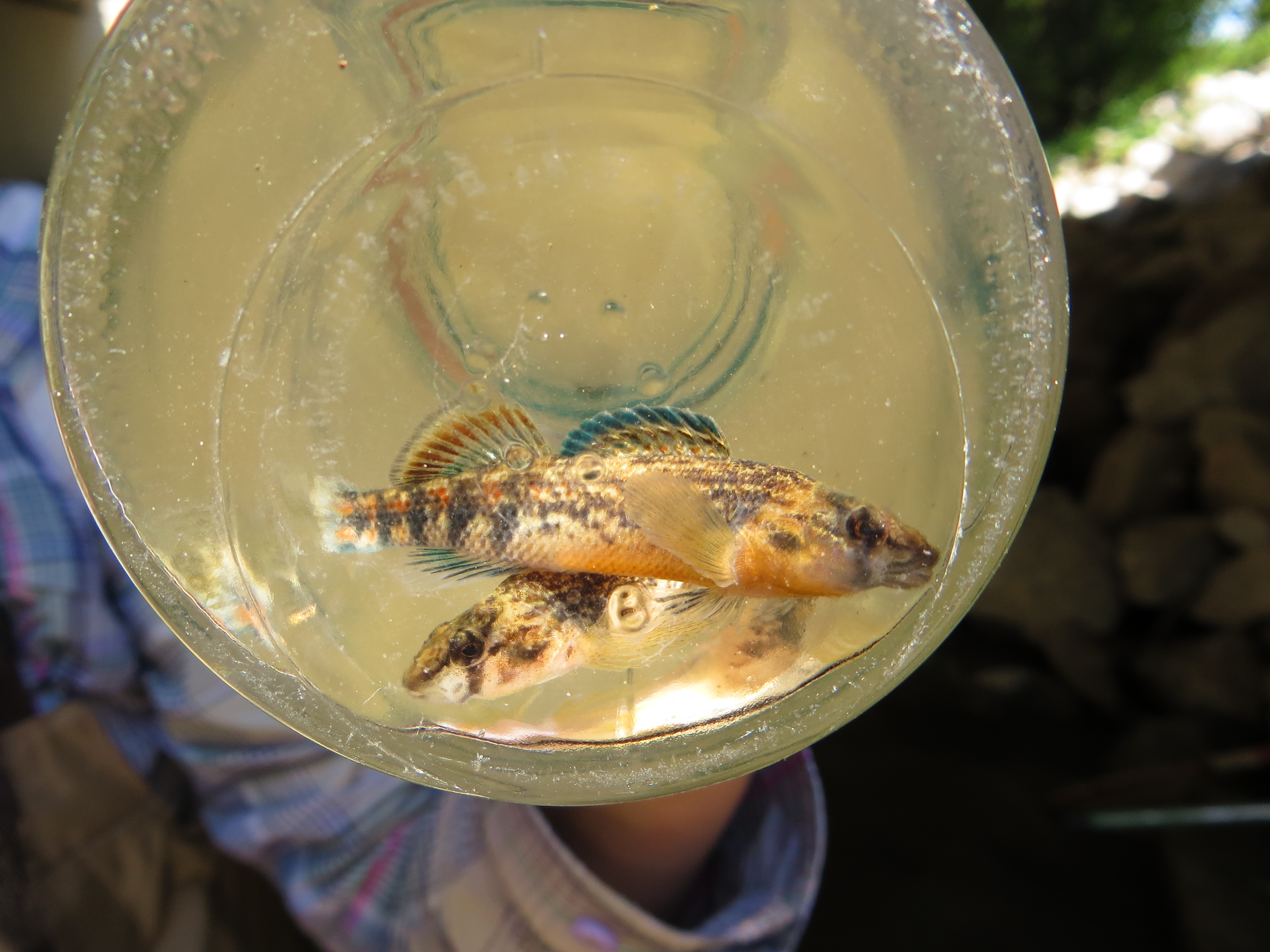 Orangethroat Darter