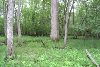 Floodplain forest along a big river