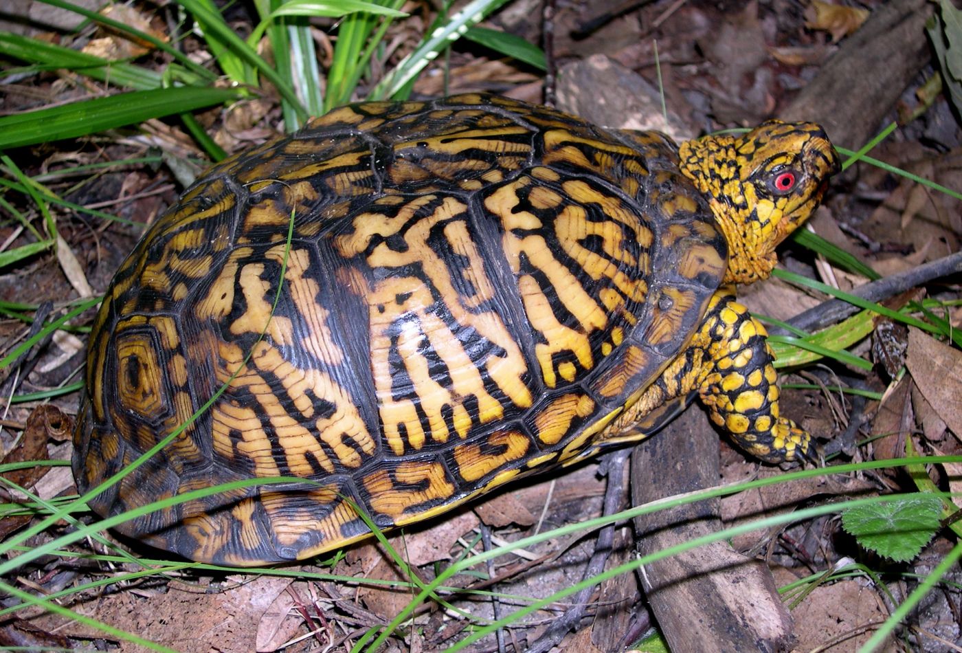 Eastern Box Turtle