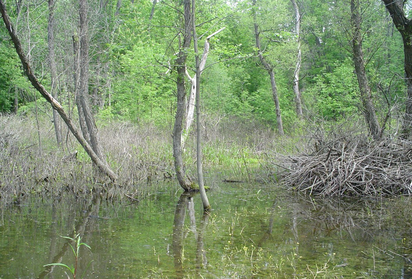 Copperbelly Water Snake habitat