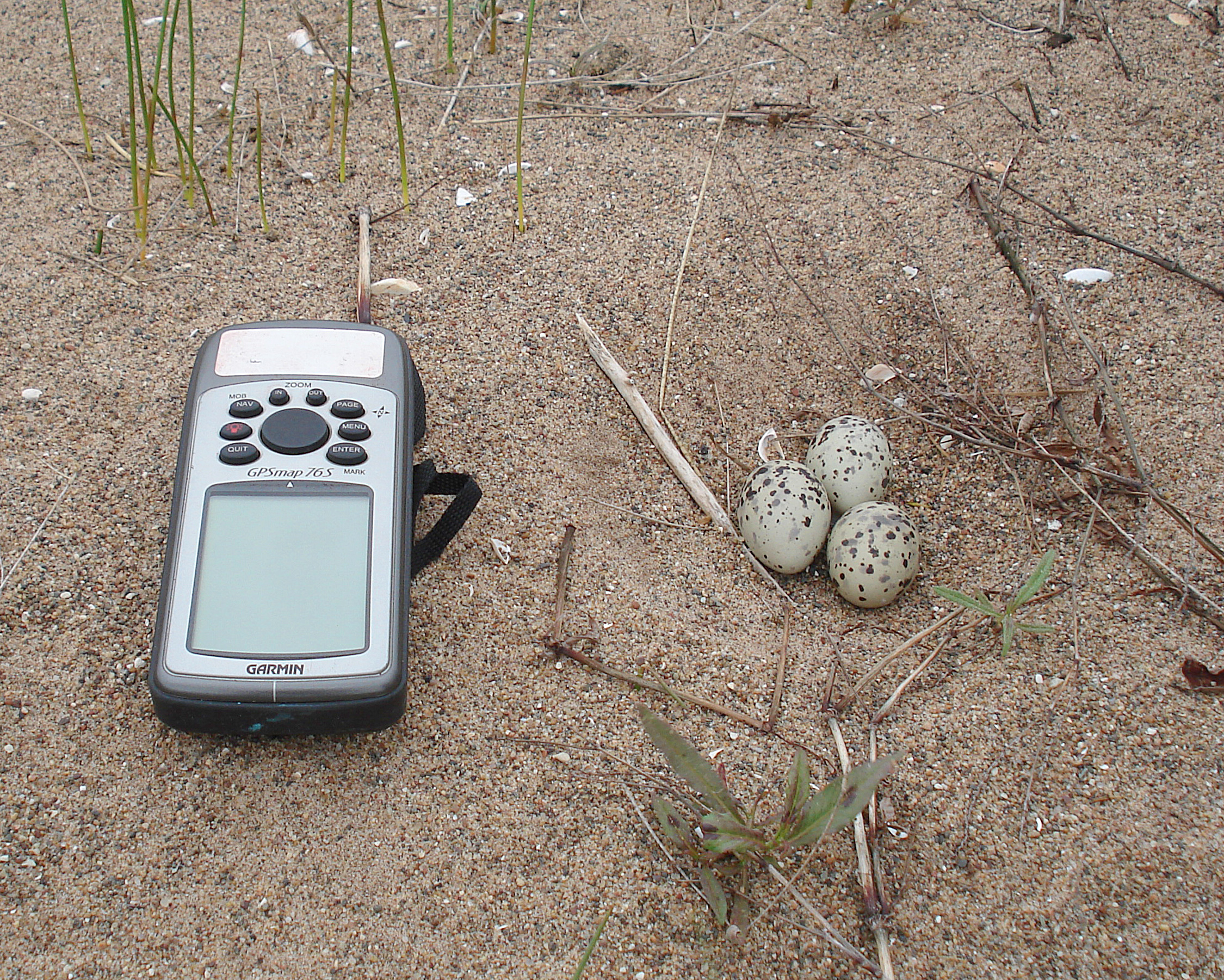 Common Tern nest survey — three eggs in a simple sand scrape