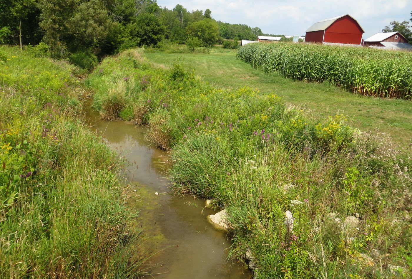 Michigan stream habitat