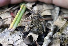 Blanchard’s Cricket Frog