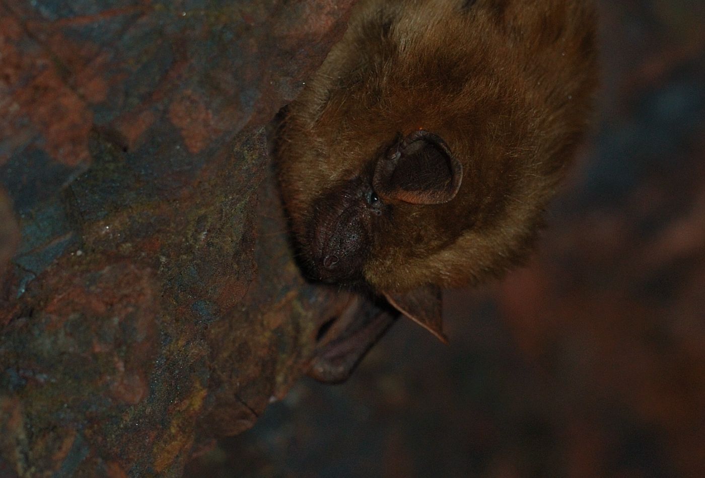 Brown bat in hibernacula