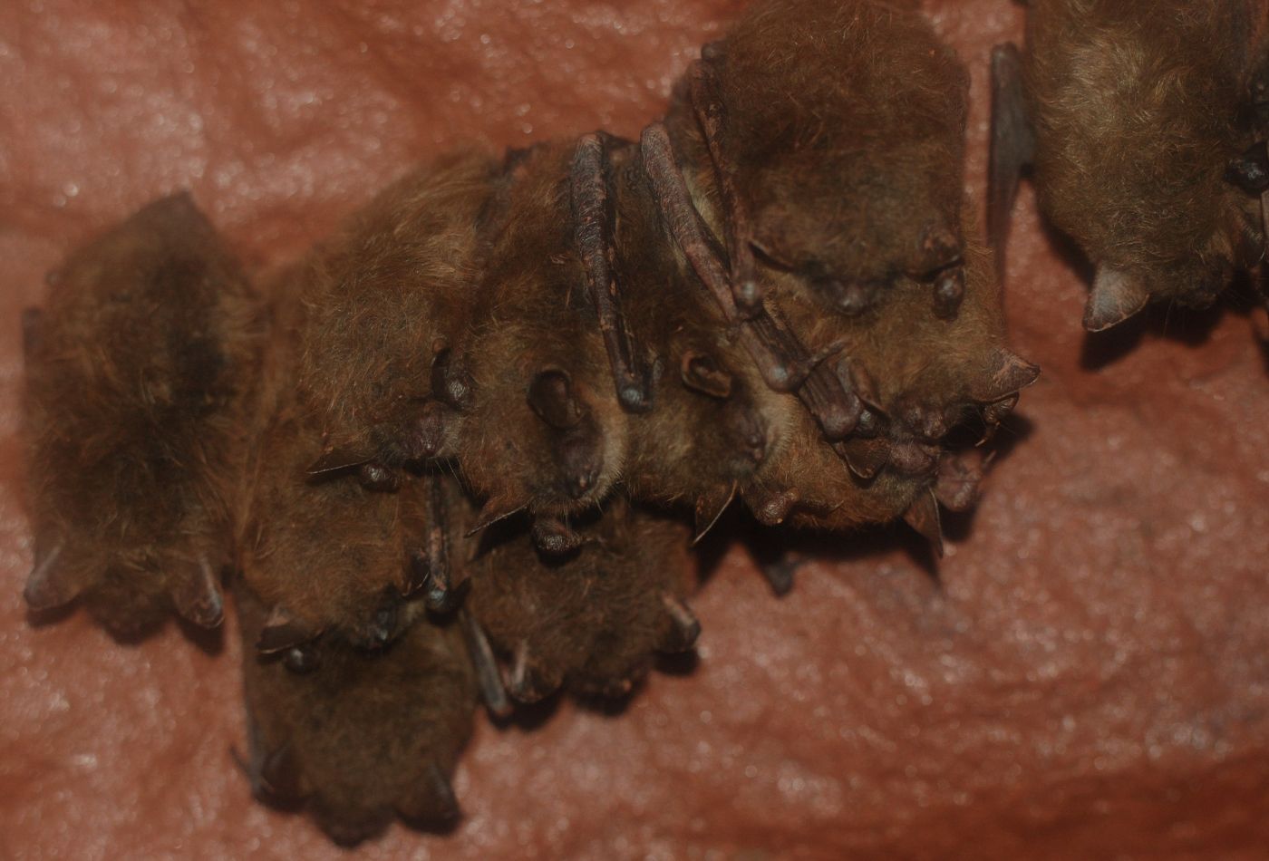 Brown bat