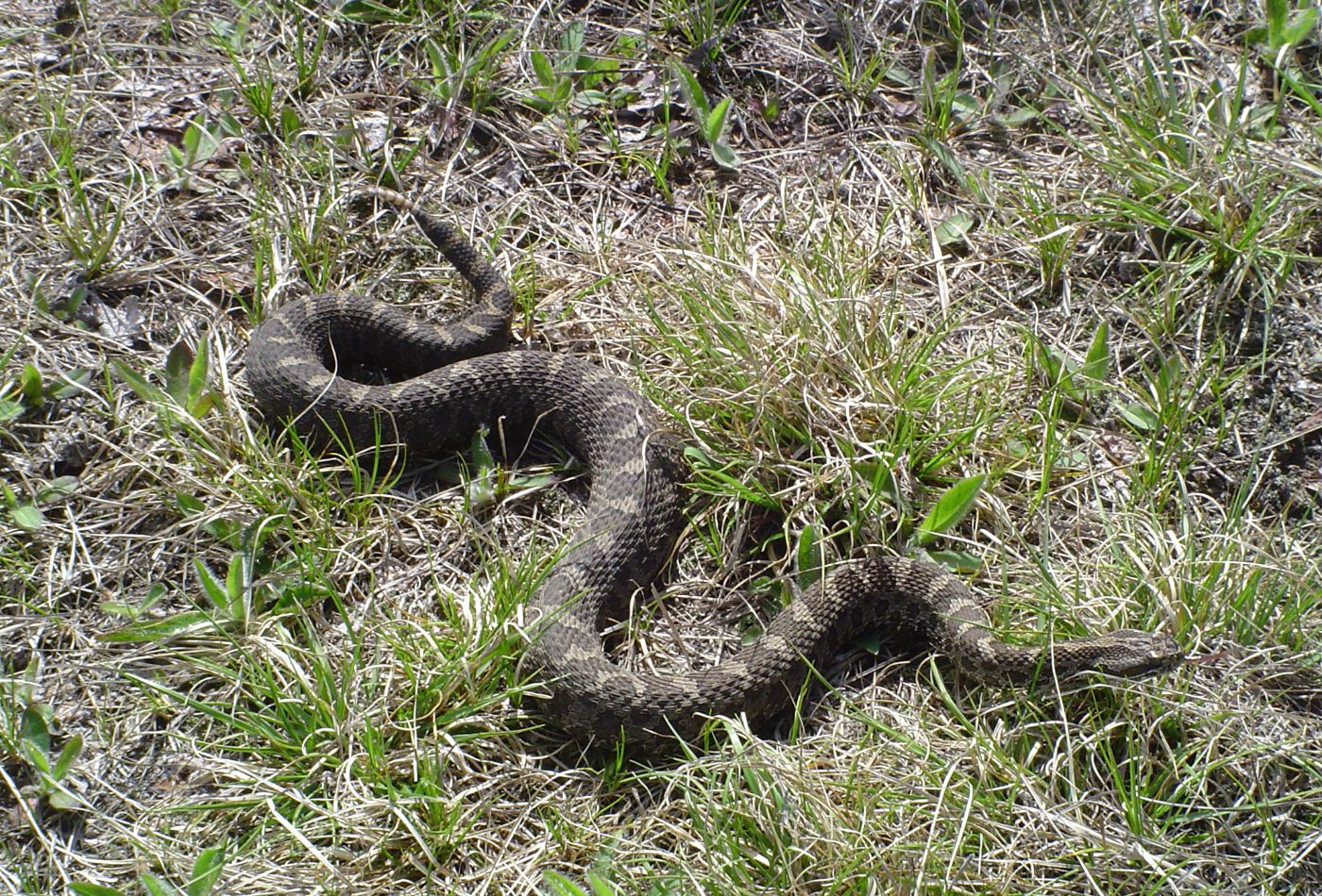 Eastern Massasauga rattlesnake