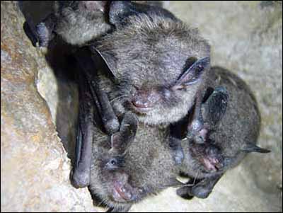 Indiana bats hibernating in a cluster
